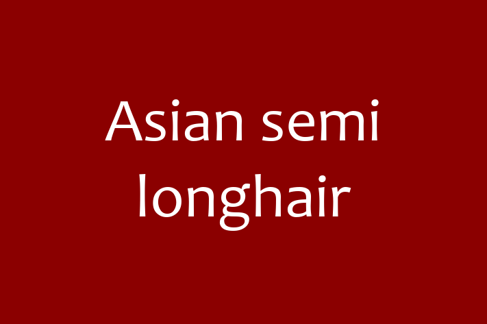 Adopt a Asian semi longhair Cat in Fenny Stratford