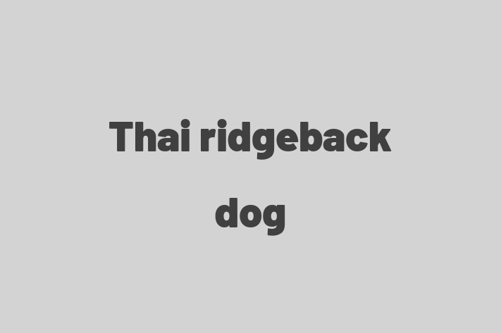 Thai ridgeback dog Dog Available Now in Salford