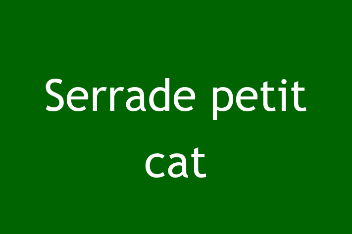 Meet Your New Serrade petit cat Cat in Stockport