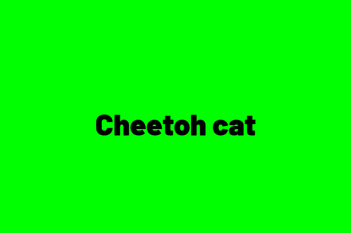 Cheetoh cat Cat Ready for a Home in Daventry