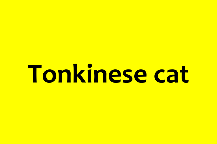 Find Your New Tonkinese cat Cat in Goole