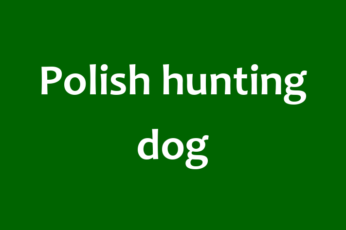 Dog Polish hunting dog for Sale in Lymm