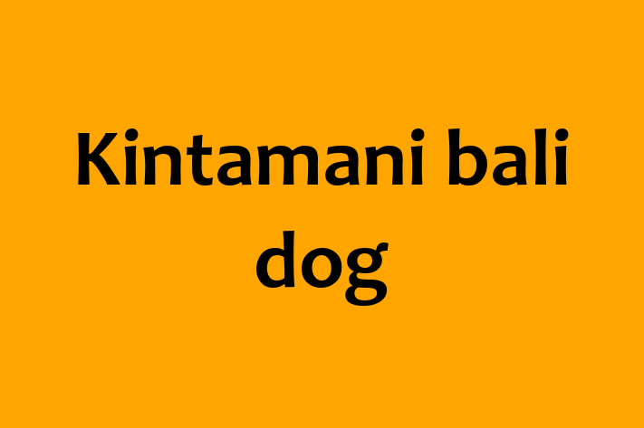 Dog Kintamani bali dog for Sale in Gateshead