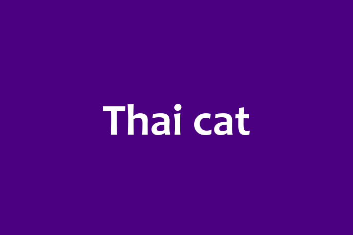 Thai cat Cat for Sale in Warrington