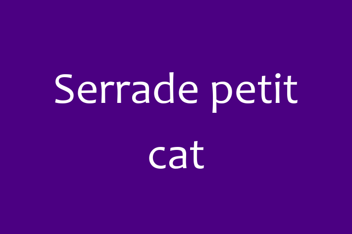 Adopt a Beautiful Serrade petit cat Cat in Bradley Stoke