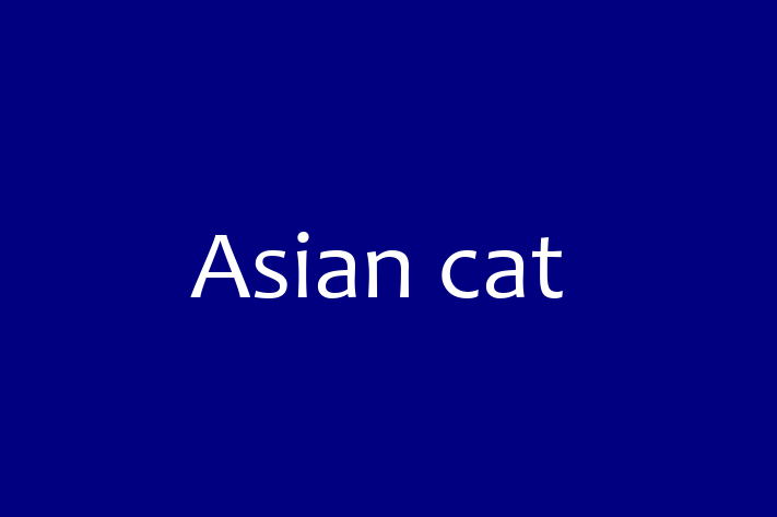 Asian cat Cat for Sale in Wakefield