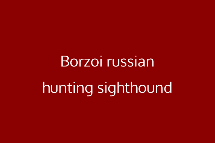 Adopt a Dog Borzoi russian hunting sighthound Available in Barnet