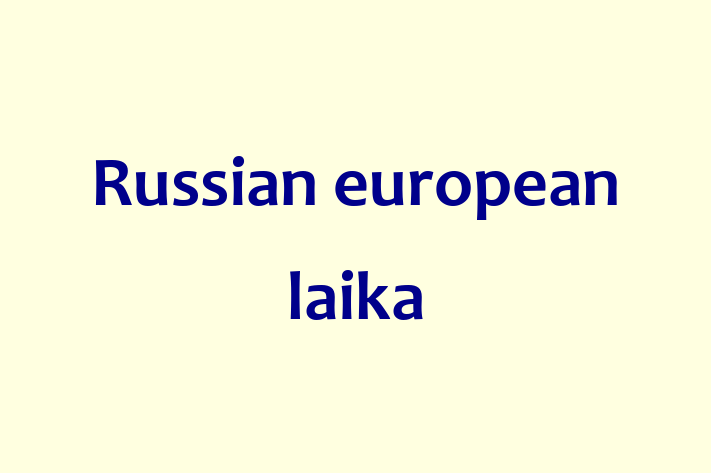 Adopt a Dog Russian european laika Available in Taunton