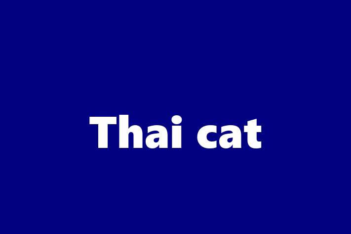 Thai cat Cat in Droitwich