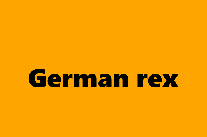 Find Your New German rex Cat in Old Clee