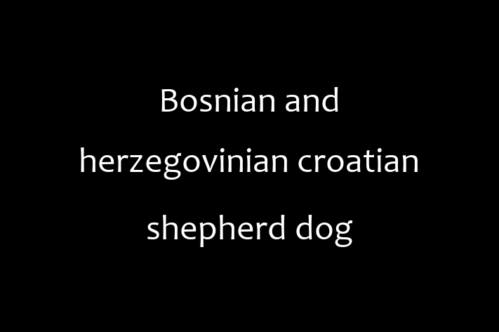 Bosnian and herzegovinian croatian shepherd dog Dog for Sale in Ely