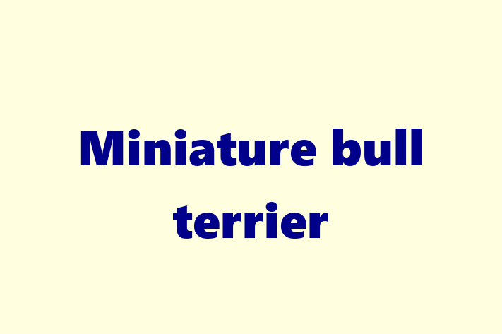 Adopt a Beautiful Miniature bull terrier Dog in Wrecsam