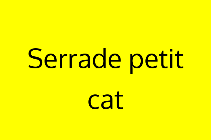 Meet Your New Serrade petit cat Cat in Barking