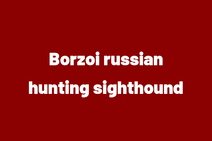 Borzoi russian hunting sighthound Dog PuppiesKittens for Sale in Hitchin