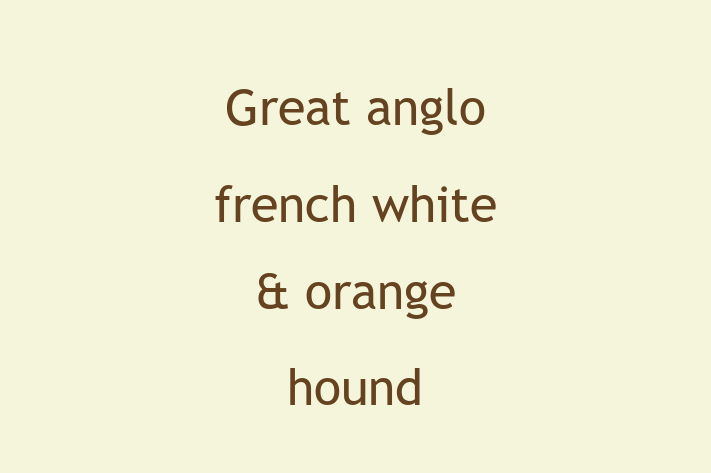 Adopt a Dog Today Great anglo french white orange hound in Uxbridge