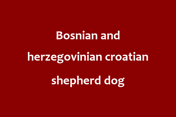 Bosnian and herzegovinian croatian shepherd dog Dog Ready for a Home in Hitchin