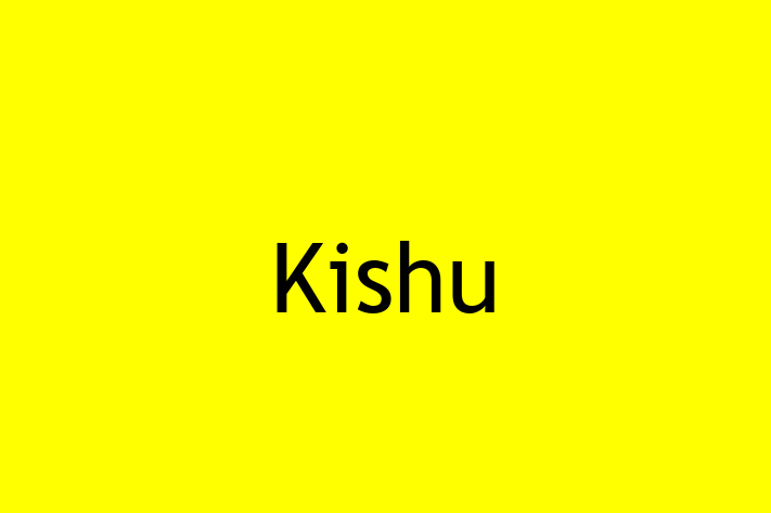 Kishu Dog for Sale in Walton