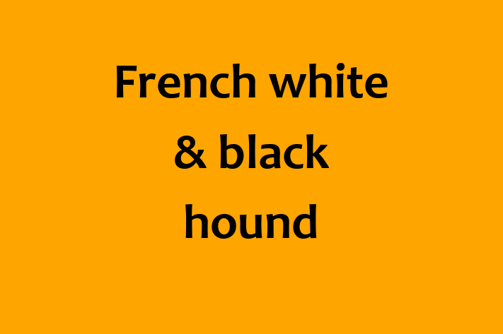 French white black hound Dog Available Now in Rainham