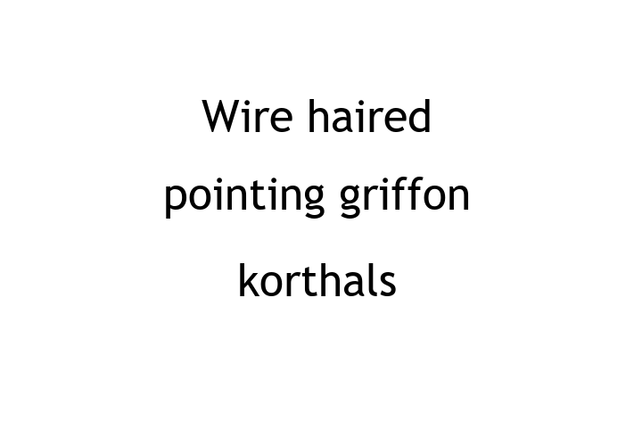 Dog Wire haired pointing griffon korthals for Sale in Widnes