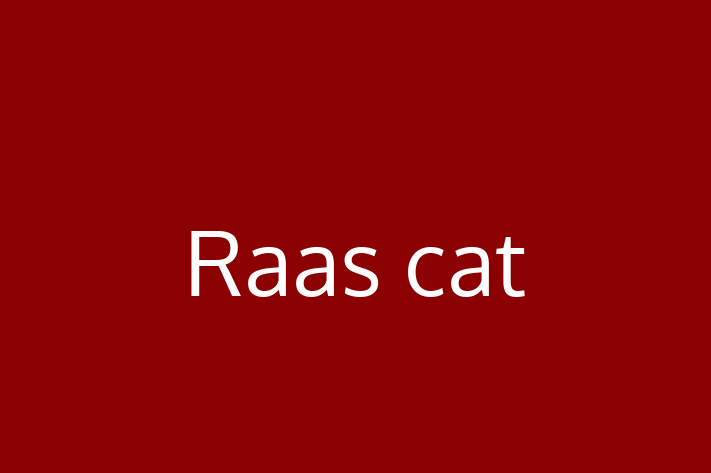 Raas cat Cat PuppiesKittens for Sale in Glasgow