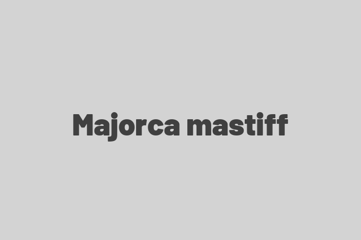 Majorca mastiff Dog for Sale in Frome