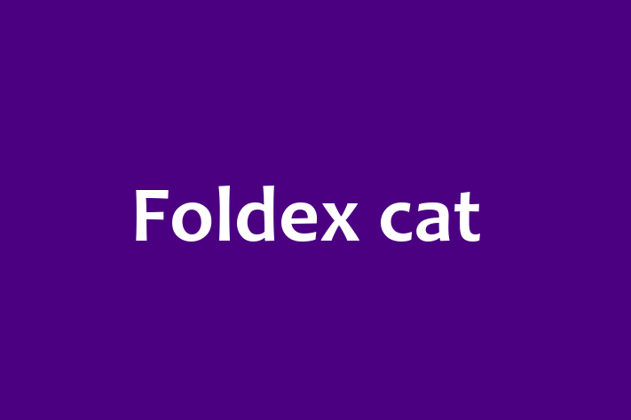 Foldex cat Cat for Adoption in Lymm