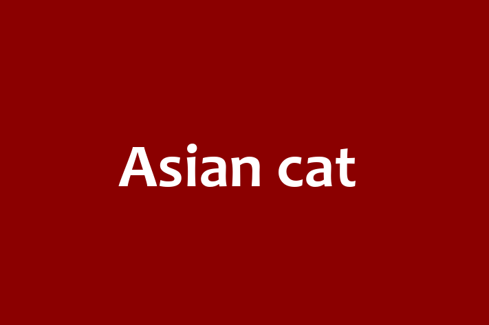 Adopt a Beautiful Asian cat Cat in Rochdale