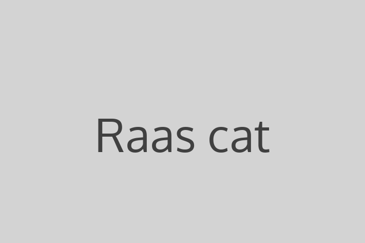 Raas cat for Sale in Washington