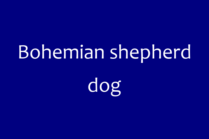 Bohemian shepherd dog Dog Available Now in Aylesbury