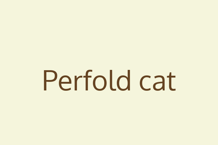 Adopt a Cat Perfold cat Available in Watford