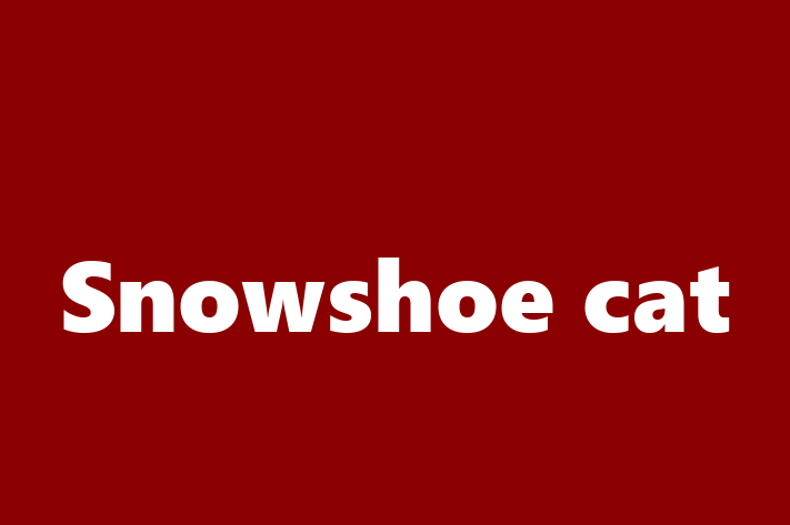 Adopt a Snowshoe cat Cat in Huddersfield