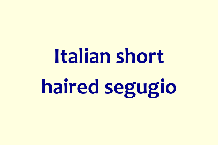 Italian short haired segugio Dog for Sale in Ruislip