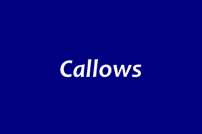 Callows