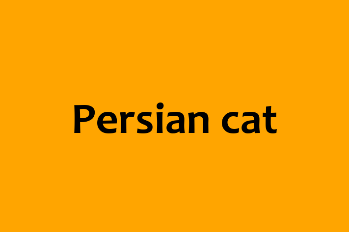 Persian cat Cat in Macclesfield