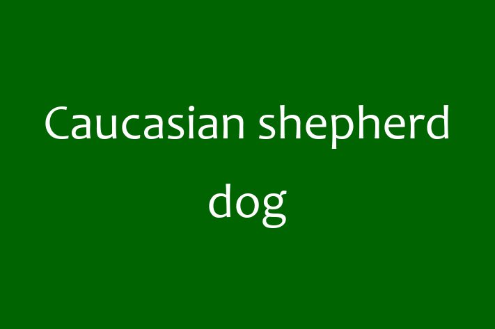 Caucasian shepherd dog Dog in Loughborough