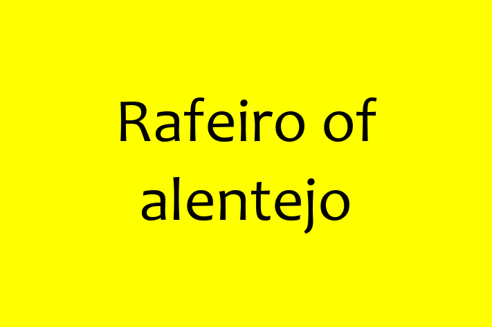 Rafeiro of alentejo Dog Ready for a Home in Bargoed