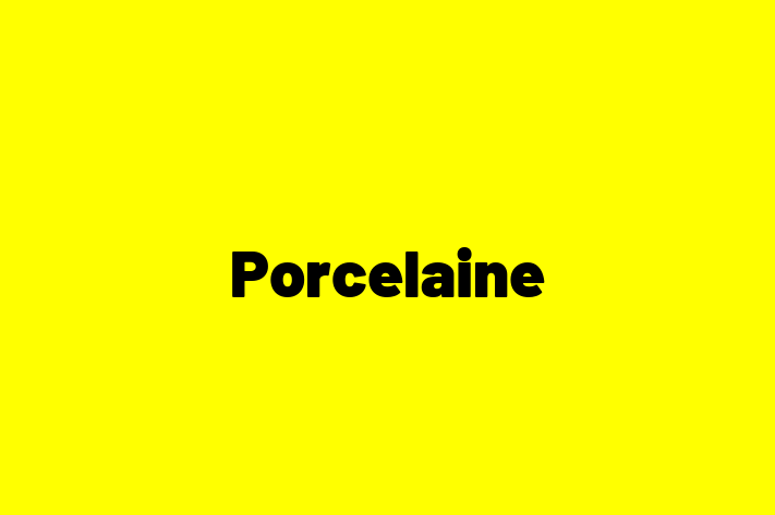 Porcelaine Dog Ready for a Home in LondonderryDerry