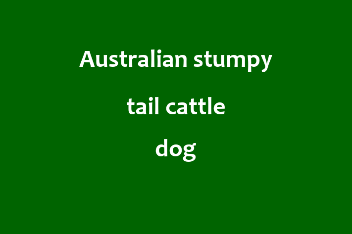 Australian stumpy tail cattle dog Dog for Sale in Oldham