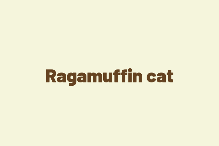 Adopt a Beautiful Ragamuffin cat Cat in Bexleyheath