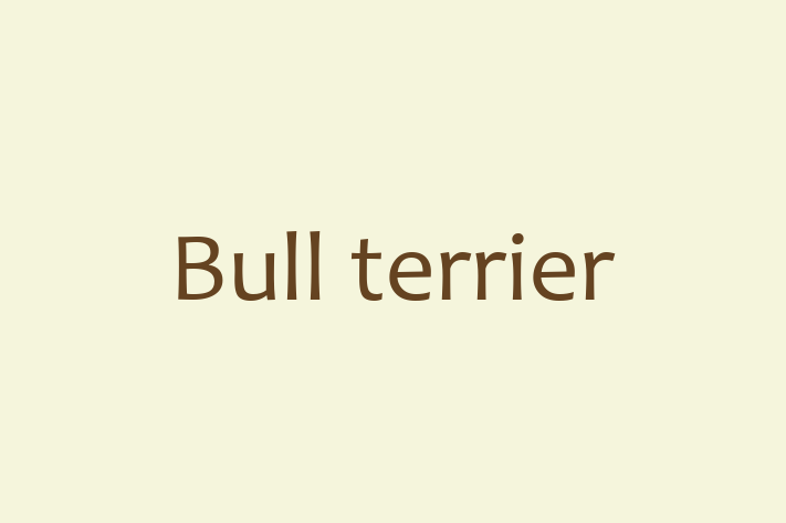 Bull terrier Dog for Sale in Maidstone