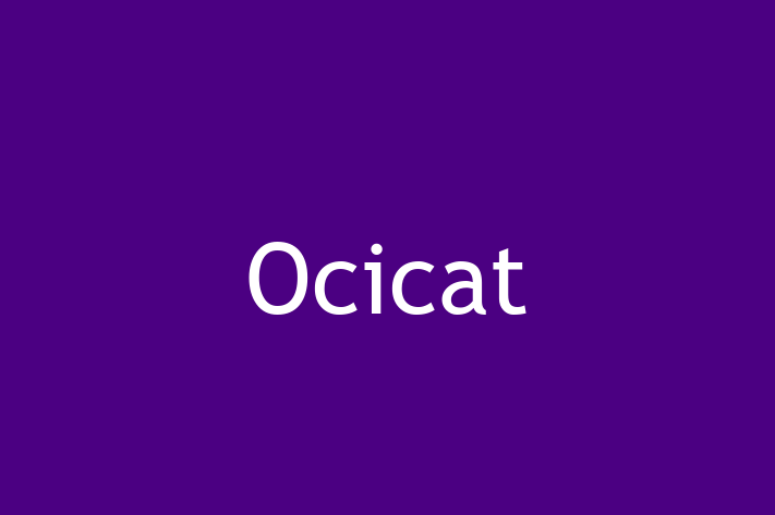 Cat Ocicat for Sale in Liverpool