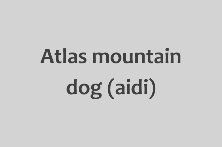 Atlas mountain dog aidi Dog in Tisbury