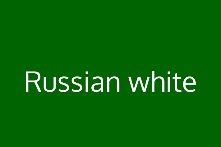 Adopt a Russian white Cat in Strood