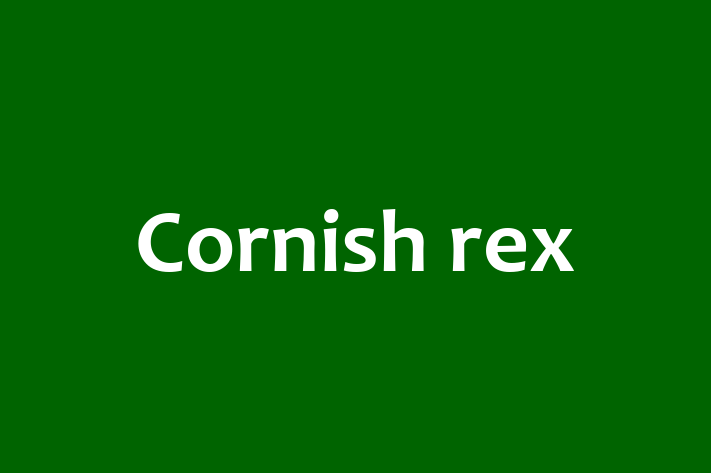 Adopt a Cat Cornish rex Available in Wickford