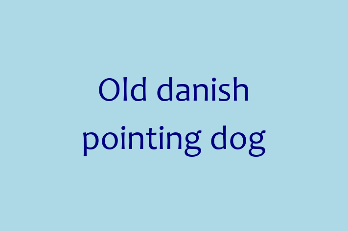 Adopt a Old danish pointing dog Dog in Winchester