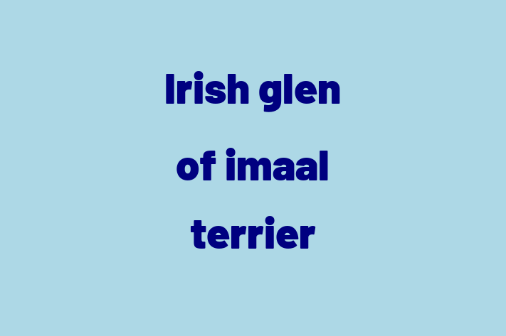 Irish glen of imaal terrier Dog for Sale in Slough