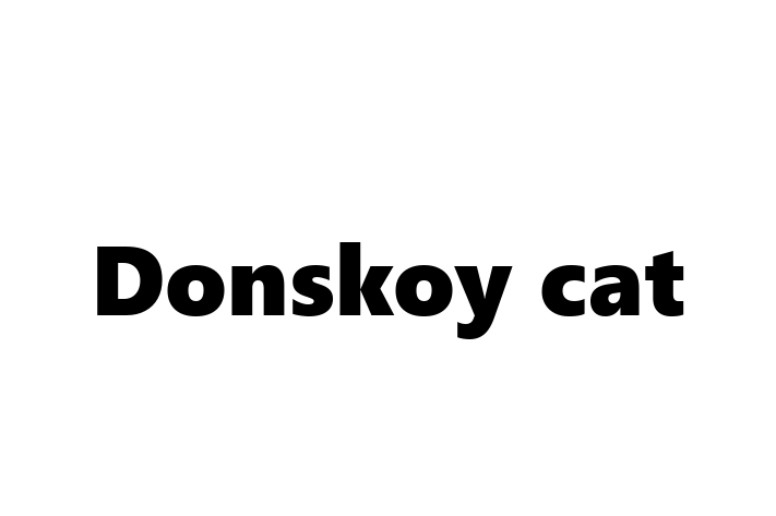 Find Your New Donskoy cat Cat in Ruislip