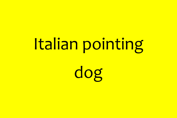 Adopt a Friendly Italian pointing dog Dog in Ashford