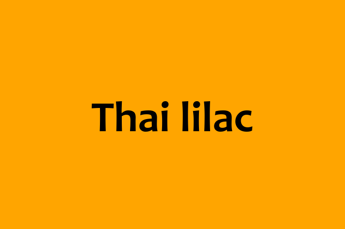 Adopt a Friendly Thai lilac Cat in Twickenham