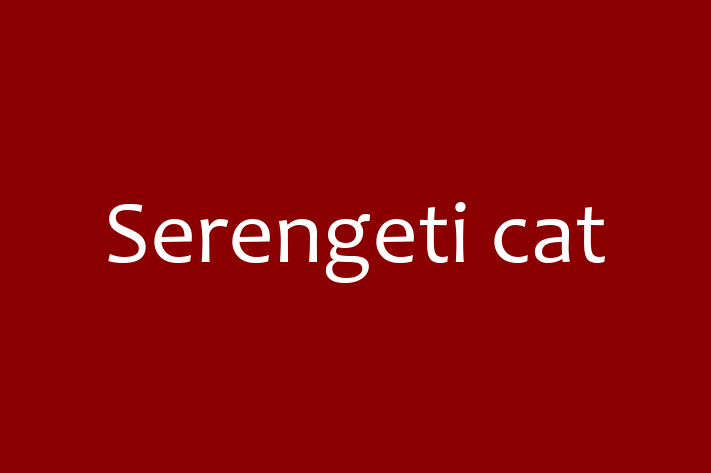 Meet Your New Serengeti cat Cat in Stockport